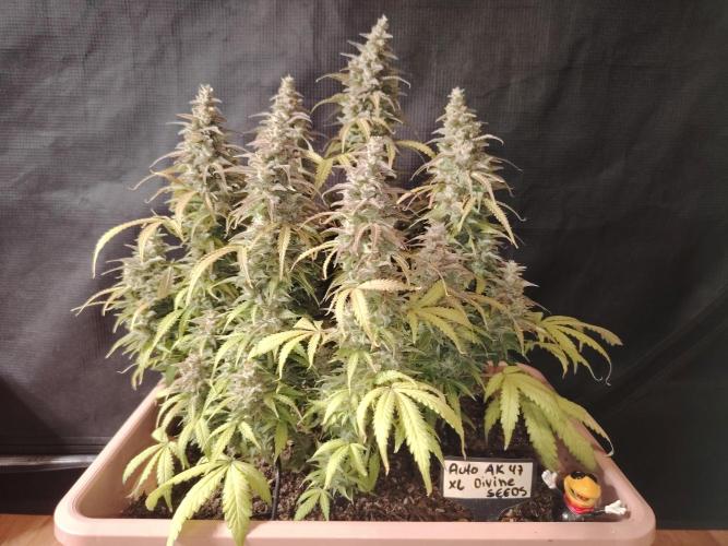 Auto AK-47 XL Divine Seeds. Week 13 - Tag 89