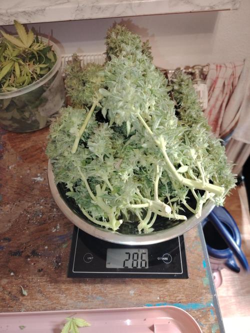 Auto AK-47 XL Divine Seeds. Week 13 - Tag 89