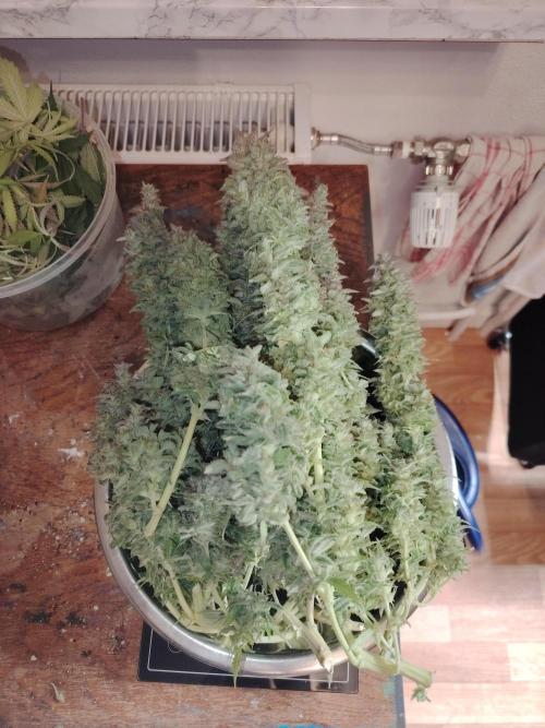 Auto AK-47 XL Divine Seeds. Week 13 - Tag 89