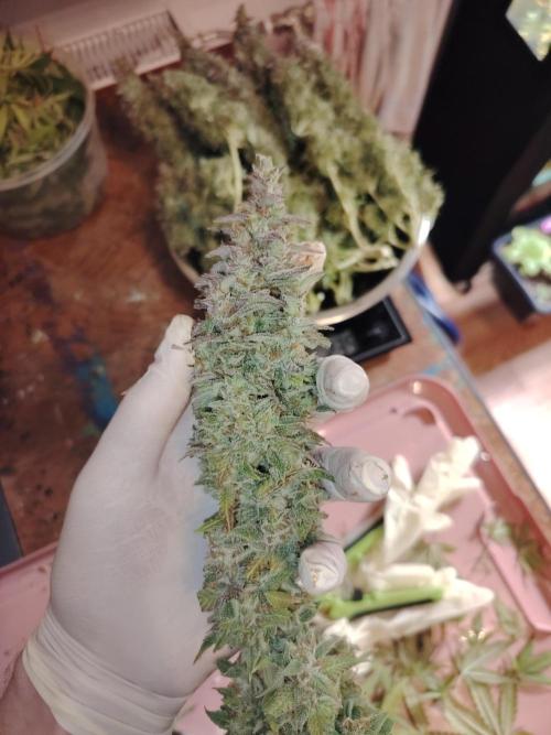 Auto AK-47 XL Divine Seeds. Week 13 - Tag 89