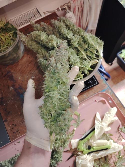 Auto AK-47 XL Divine Seeds. Week 13 - Tag 89