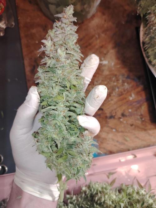 Auto AK-47 XL Divine Seeds. Week 13 - Tag 89