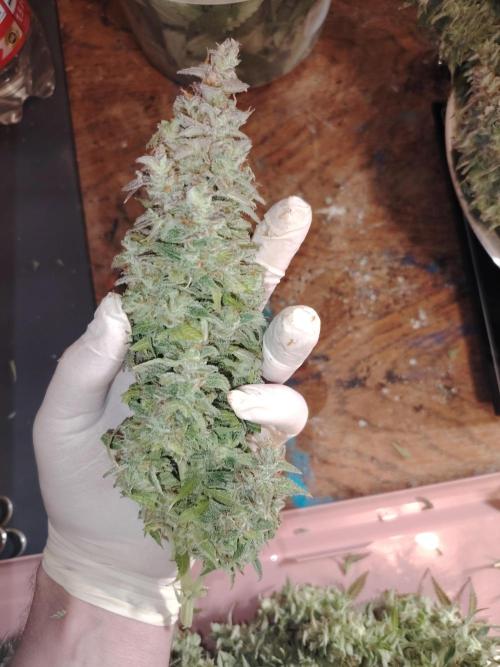 Auto AK-47 XL Divine Seeds. Week 13 - Tag 89