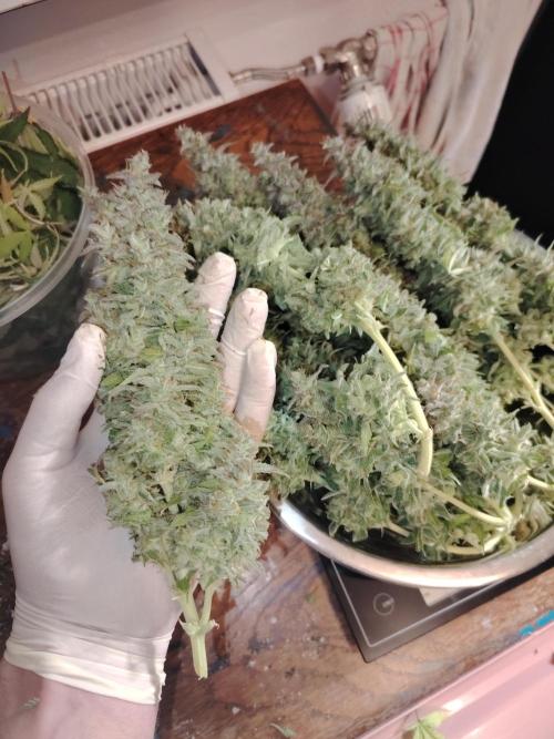 Auto AK-47 XL Divine Seeds. Week 13 - Tag 89