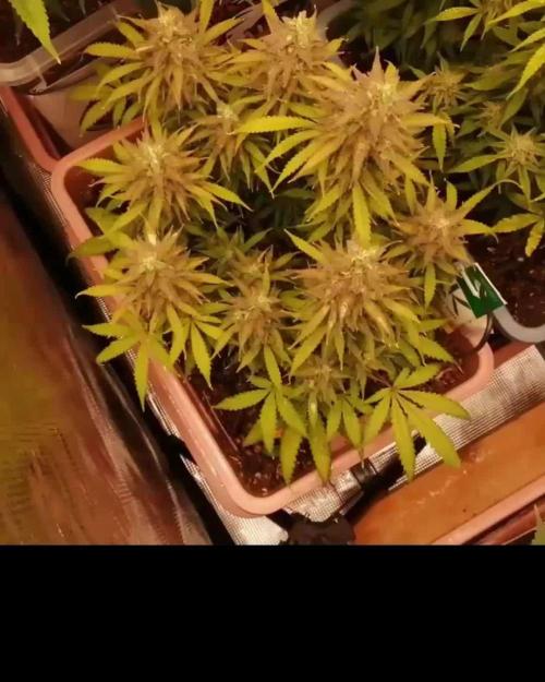 Auto AK-47 XL Divine Seeds