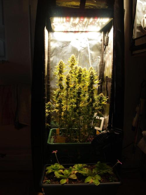 Green Cure CBD F1 Hybrid Auto Zamnesia. Week 12 - Tag 89