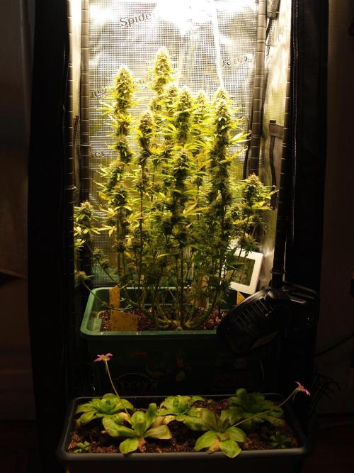 Green Cure CBD F1 Hybrid Auto Zamnesia. Week 12 - Tag 89