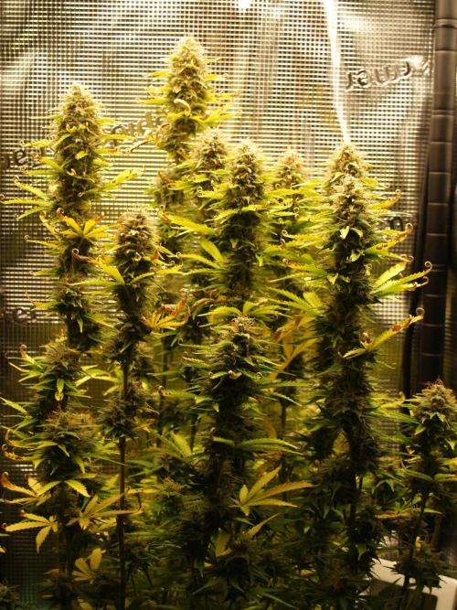 Green Cure CBD F1 Hybrid Auto Zamnesia. Week 12 - Tag 89