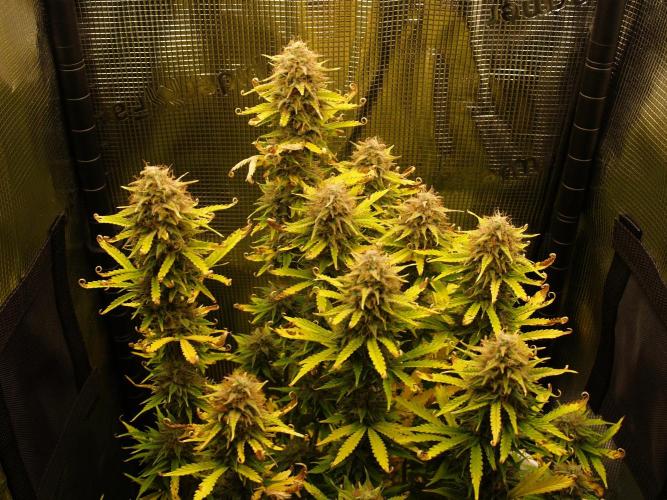 Green Cure CBD F1 Hybrid Auto Zamnesia. Week 12 - Tag 89