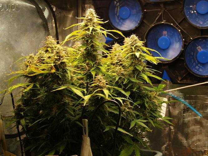 GMO Cookies Auto from Zamnesia. Week 12 - Tag 89