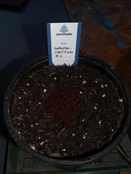 Godfearther OG F1 #1. Week 0 - 29.11.2025haben wir sie eingepflanzt