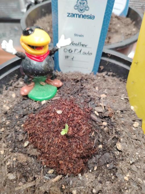 Godfearther OG F1 #1. Week 0 - 3.12.2025 ist sie gekeimt.