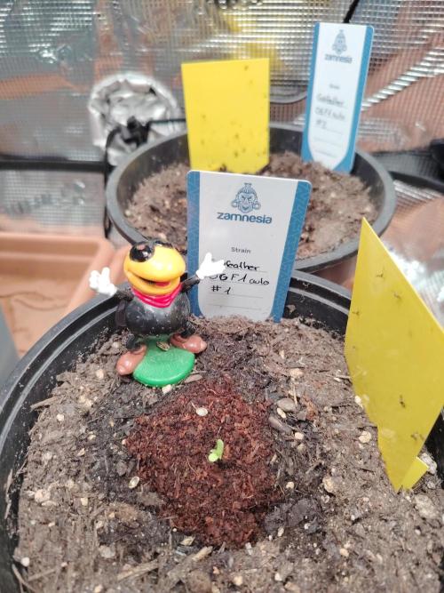 Godfearther OG F1 #1. Week 0 - 3.12.2025 ist sie gekeimt.