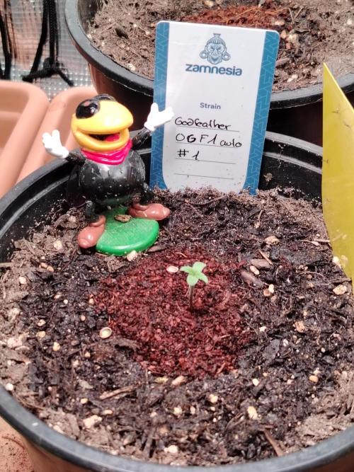 Godfearther OG F1 #1. Week 0 - Tag 2