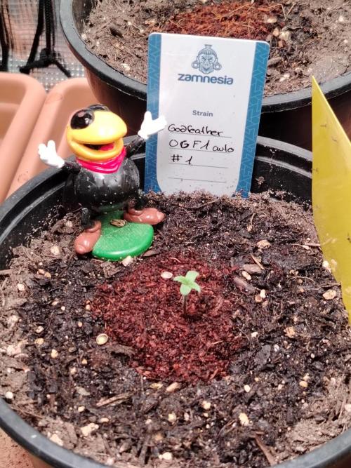 Godfearther OG F1 #1. Week 0 - Tag 2