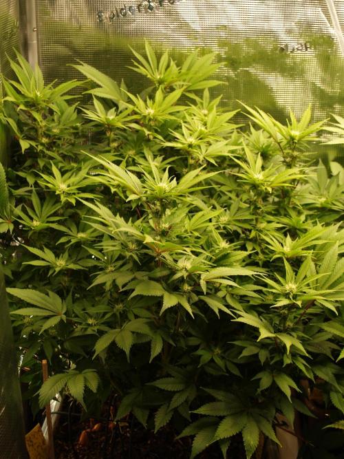 White Rhino From Zamnesia zweite Runde. Week 12 - Tag 89