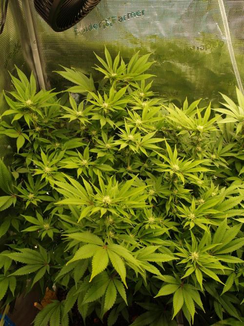 White Rhino From Zamnesia zweite Runde. Week 12 - Tag 89