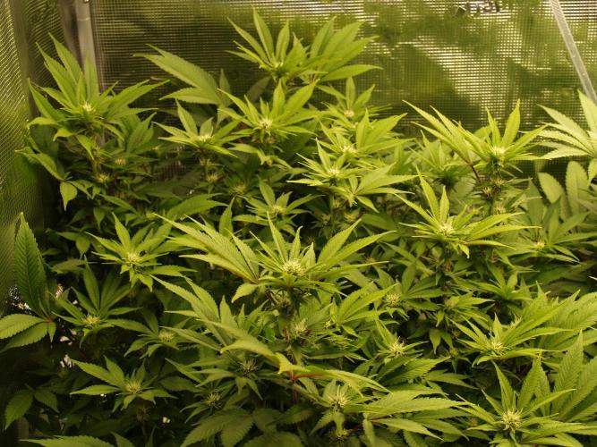 White Rhino From Zamnesia zweite Runde. Week 12 - Tag 89