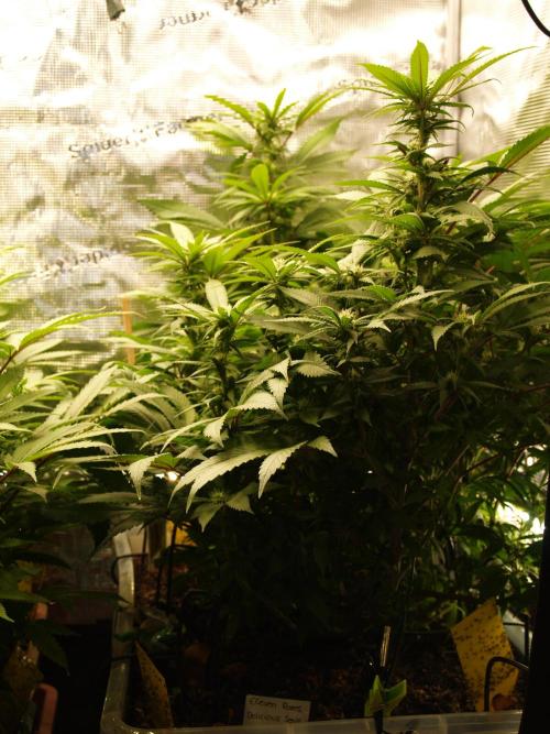 Eleven Roses. Week 16 - Tag 119