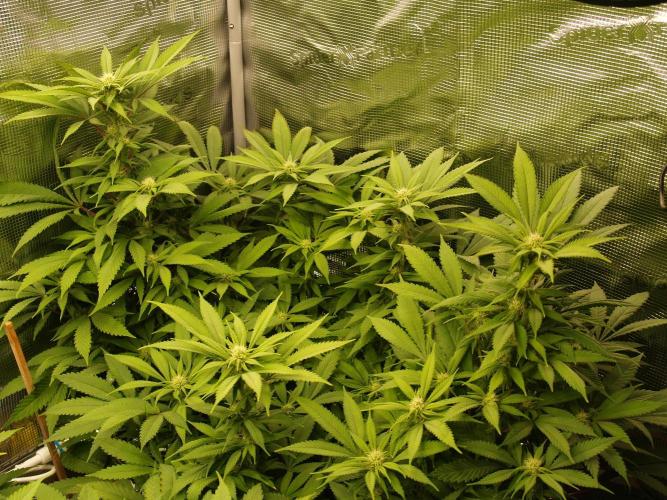 Eleven Roses. Week 16 - Tag 119