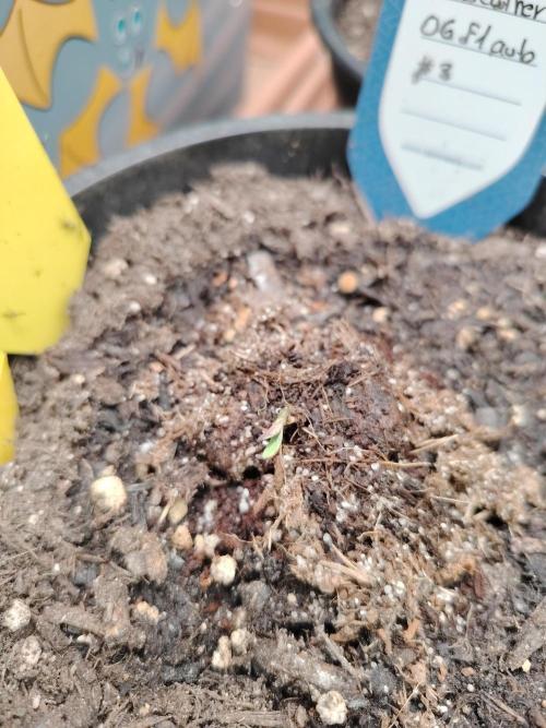 Godfearther OG F1 #3. Week 0 - Tag 1