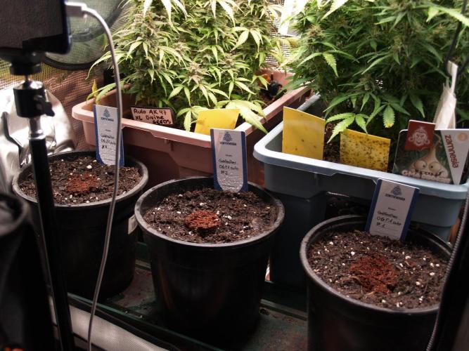 Godfearther OG F1 #3. Week 0