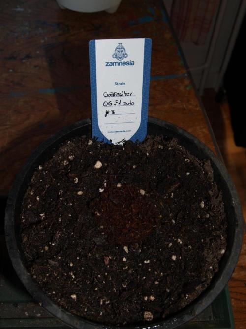 Godfearther OG F1 #3. Week 0 - Eingepflanzt