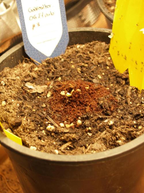 Godfearther OG F1 #3. Week 0 - Tag 2