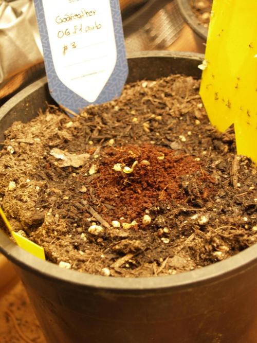 Godfearther OG F1 #3. Week 0 - Tag 2