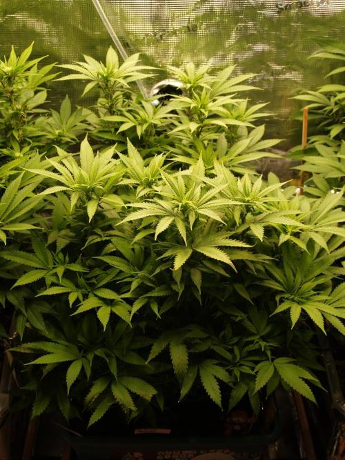 Eleven Roses Klon zur Blüte. Week 14 - Tag 98