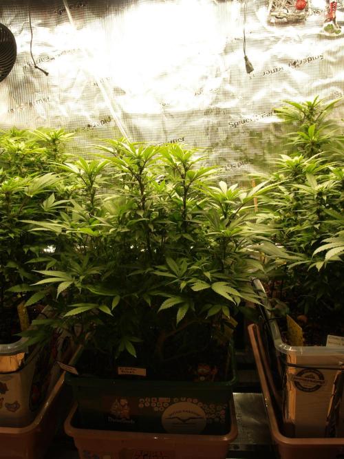 Eleven Roses Klon zur Blüte. Week 15 - Tag 100