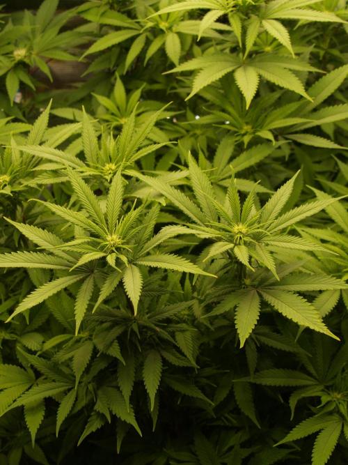 Eleven Roses Klon zur Blüte. Week 15 - Tag 100