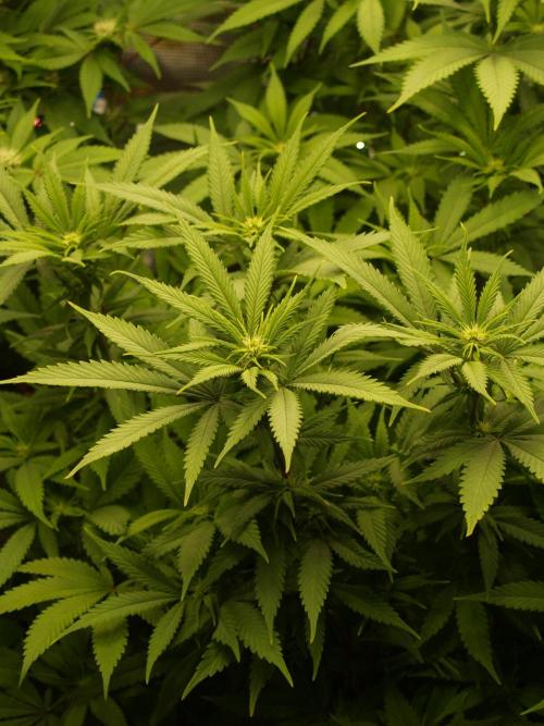 Eleven Roses Klon zur Blüte. Week 15 - Tag 100