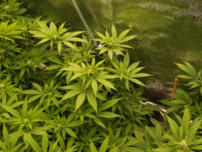 Eleven Roses Klon zur Blüte 2. Week 15 - Tag 100