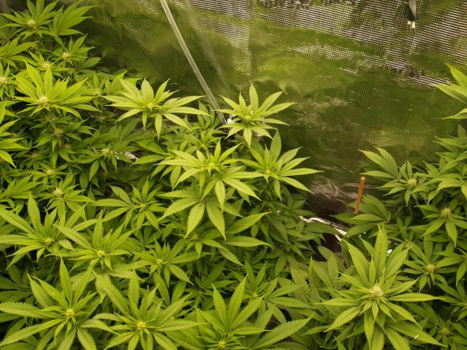 Eleven Roses Klon zur Blüte 2. Week 15 - Tag 100