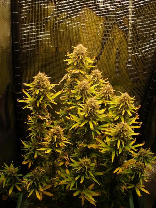 Green Cure CBD F1 Hybrid Auto Zamnesia. Week 12 - Tag 91