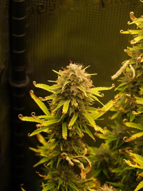 Green Cure CBD F1 Hybrid Auto Zamnesia. Week 12 - Tag 91