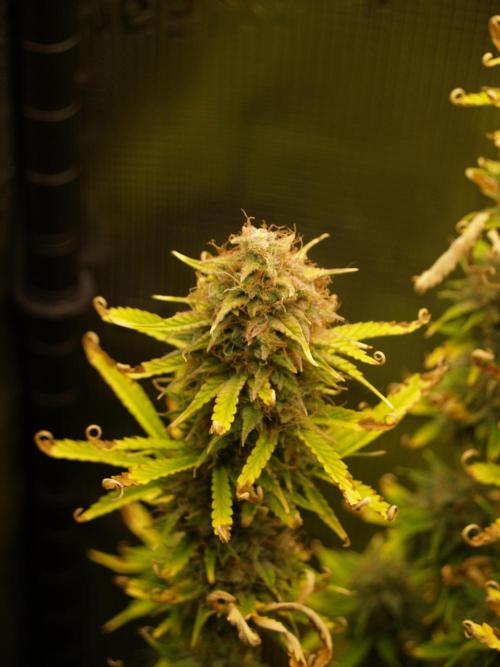 Green Cure CBD F1 Hybrid Auto Zamnesia. Week 12 - Tag 91