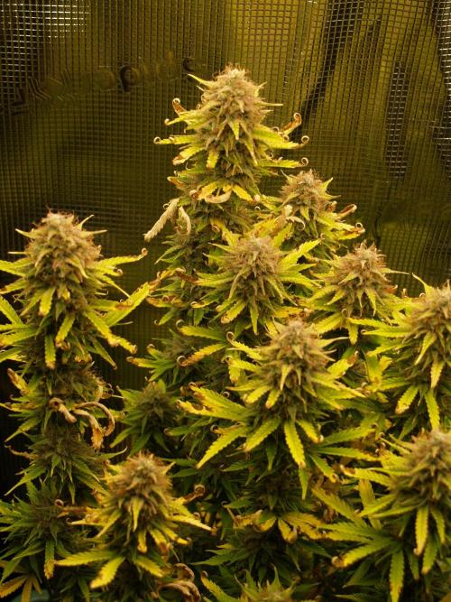 Green Cure CBD F1 Hybrid Auto Zamnesia. Week 12 - Tag 91