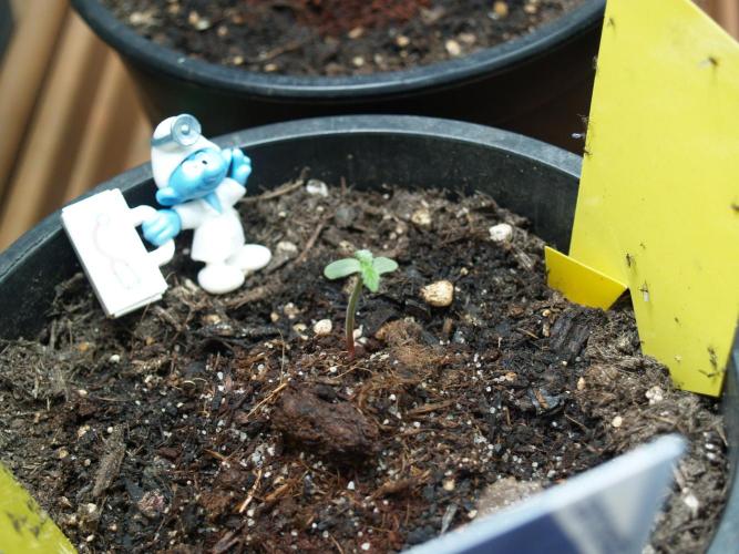 Godfeather OG F1 #3. Week 0 - Tag 5