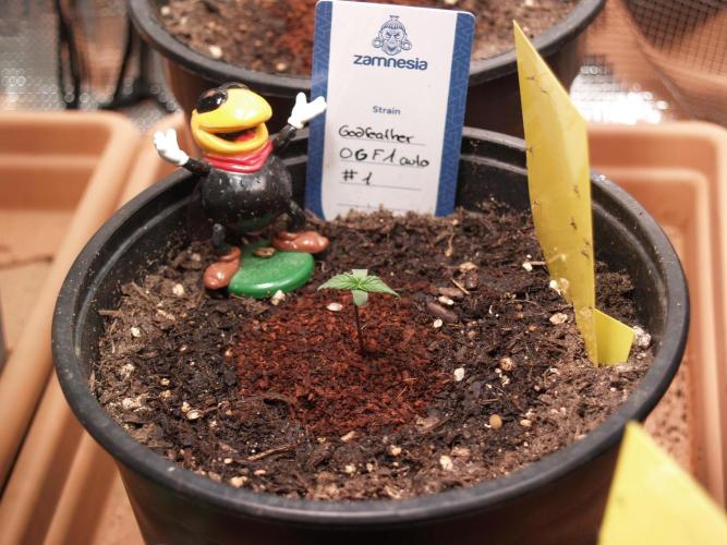 Godfeather OG F1 #1. Week 0 - Tag 4