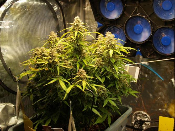 GMO Cookies Auto from Zamnesia. Week 12 - Tag 91