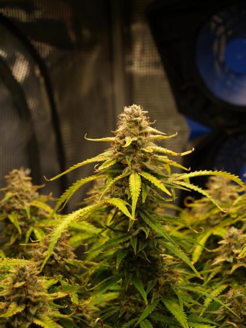 GMO Cookies Auto from Zamnesia. Week 12 - Tag 91