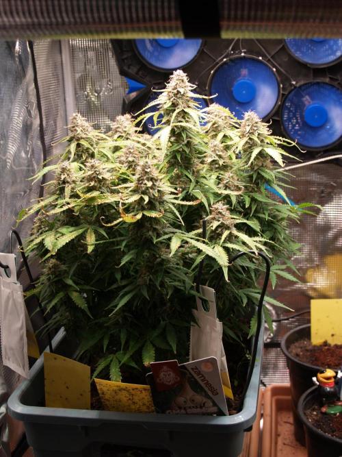 GMO Cookies Auto from Zamnesia. Week 12 - Tag 91