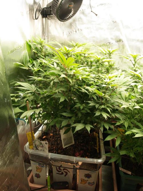 White Rhino From Zamnesia zweite Runde. Week 12 - Tag 91