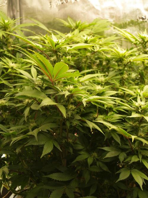 White Rhino From Zamnesia zweite Runde. Week 12 - Tag 91