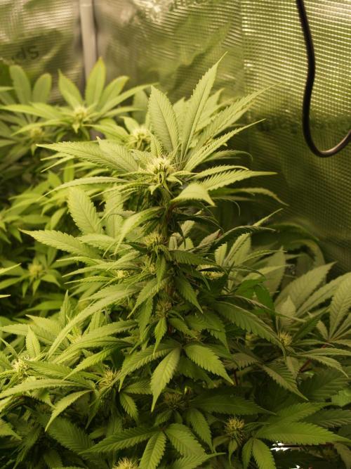 Eleven Roses. Week 17 - Tag 121