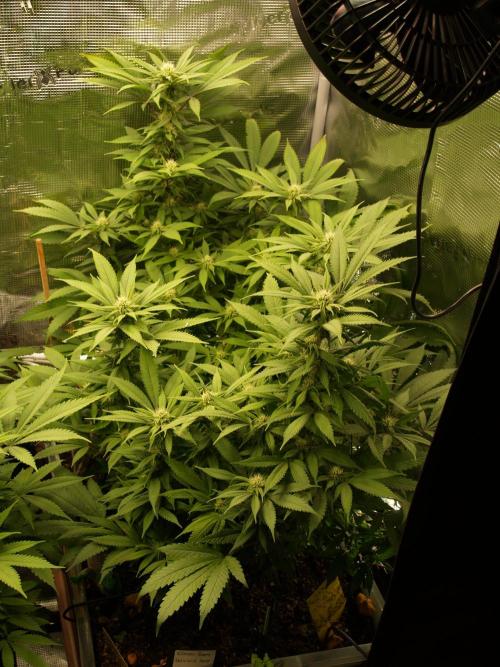 Eleven Roses. Week 17 - Tag 121