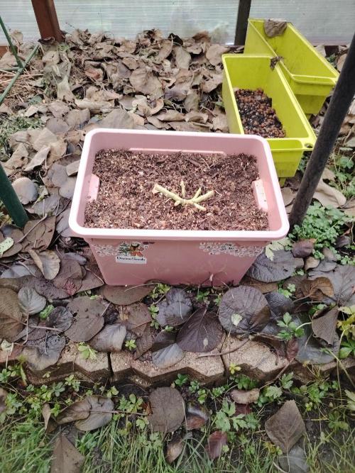 Auto AK-47 XL Divine Seeds. Week 13