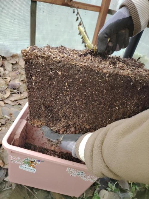 Auto AK-47 XL Divine Seeds. Week 13